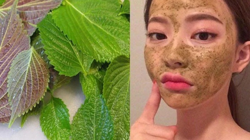 4 Bí Quyết Làm Đẹp Bằng Lá Tía Tô Để Có Làn Da Hoàn Hảo 2 Đắp mặt nạ lá tía tô